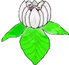 Flower 016