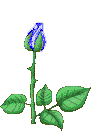 Flower 017